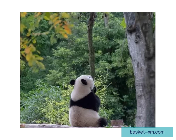 熊猫体育活动引领生态保护与全民健身融合发展的创新实践探索之路