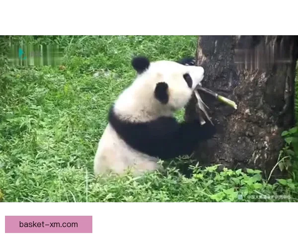 熊猫体育功能全面体验感受与使用效果详解